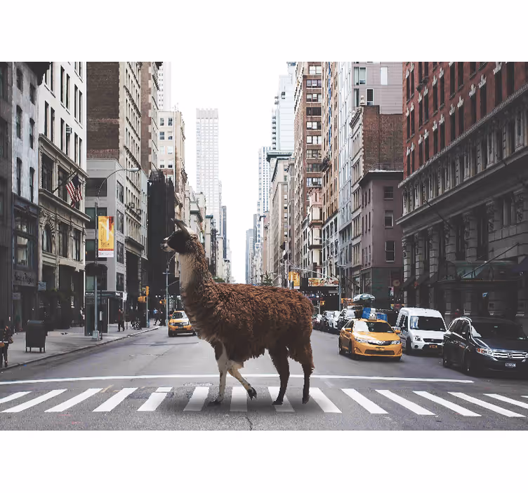 Fototapet animale lama pe stradă - TenStickers