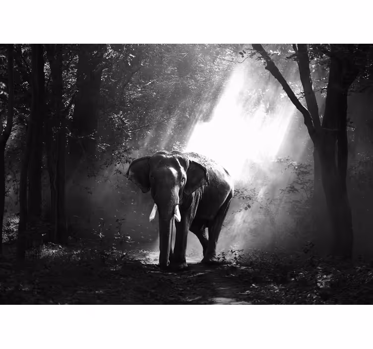 Fototapet animale întâlnire maiestuoasă cu elefanți - TenStickers