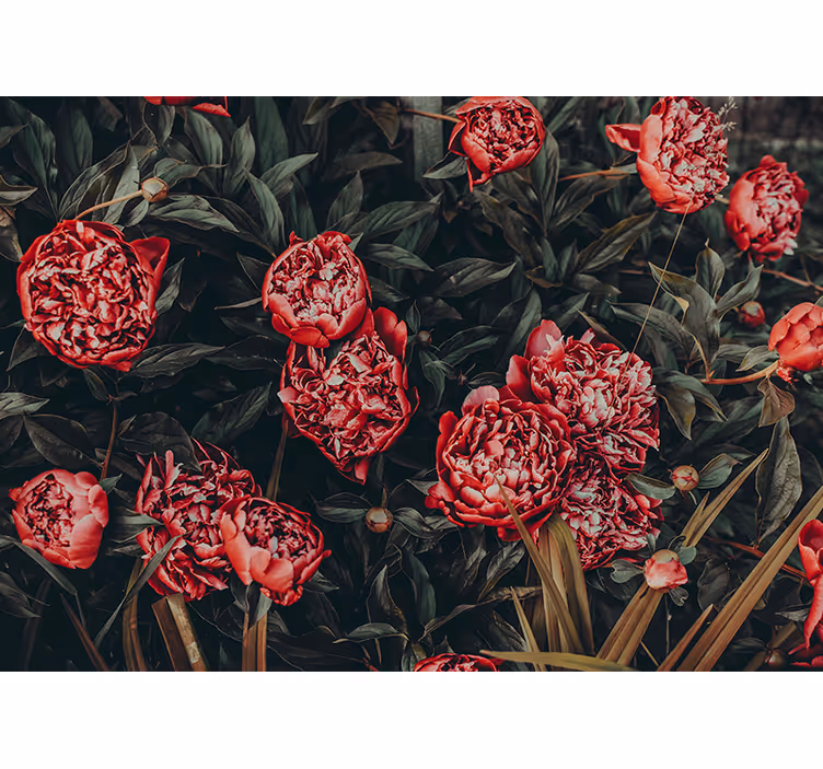 Fototapet cu flori aranjament floral cu bujori - TenStickers