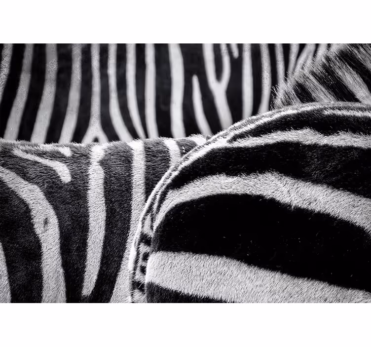 Fototapet animale dungi realiste de zebre - TenStickers