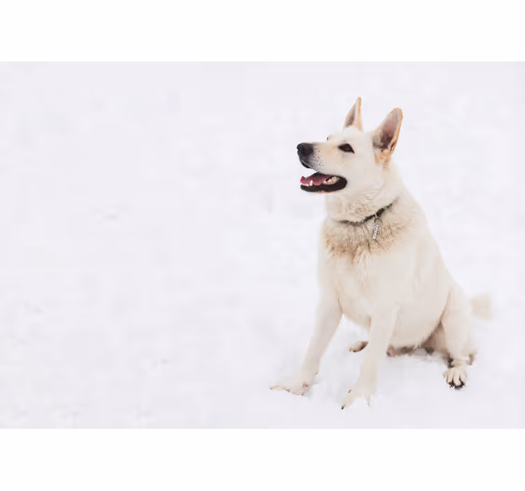 Fototapet animale câine alb fericit - TenStickers