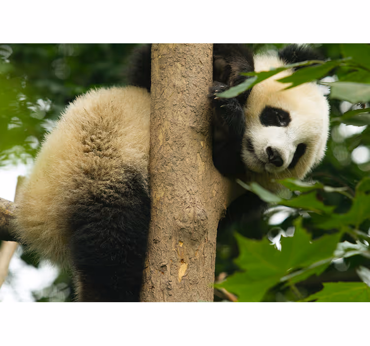 Fototapet animale panda urcând în copac - TenStickers