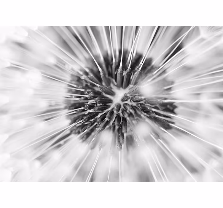 Fototapet păpădie explozie de sămânță de păpădie - TenStickers