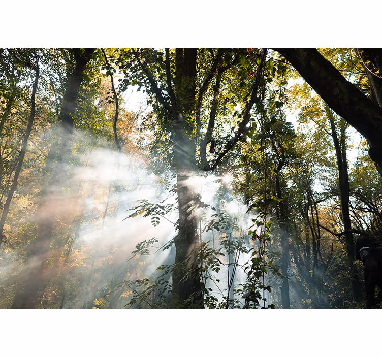 Păduri fototapet atmosferă senină de pădure - TenStickers