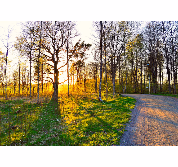 Fototapet natura poteca însorită din pădure - TenStickers