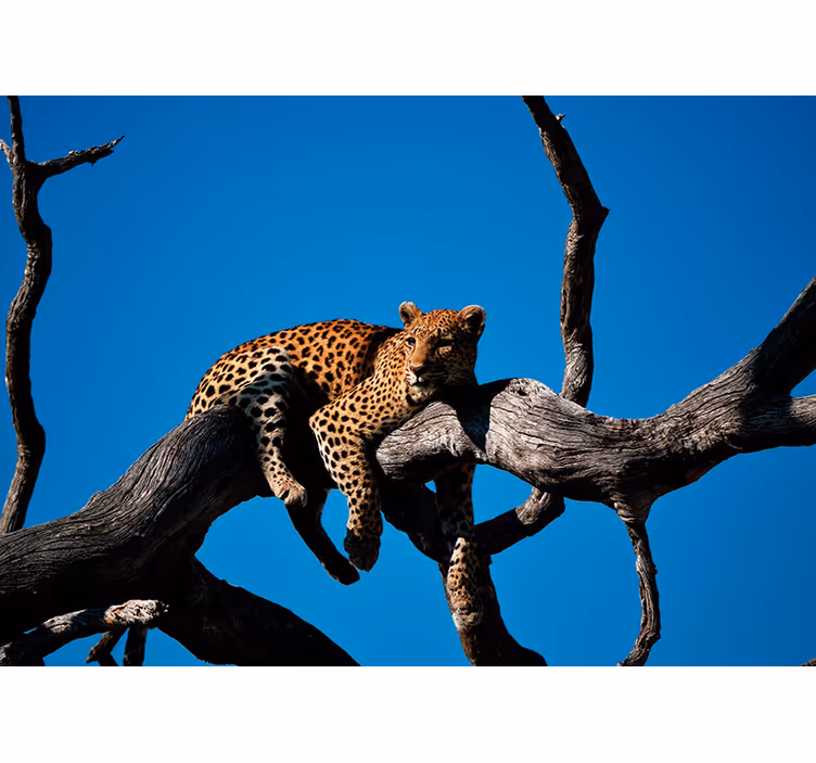 Fototapet animale leopard pe ramură - TenStickers