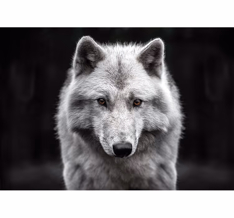 fototapetde perete lup alb - TenStickers