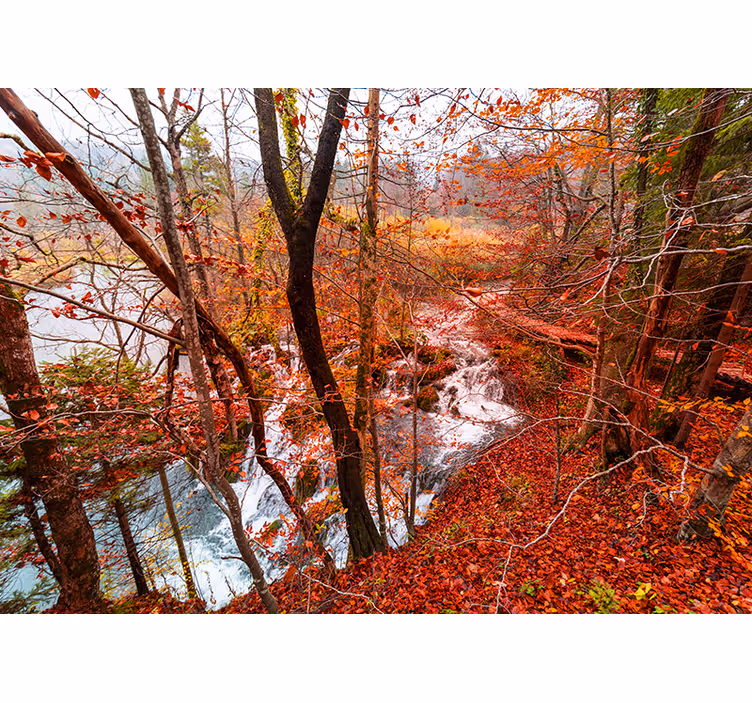 Fototapet natura scenă de pădure de toamnă - TenStickers