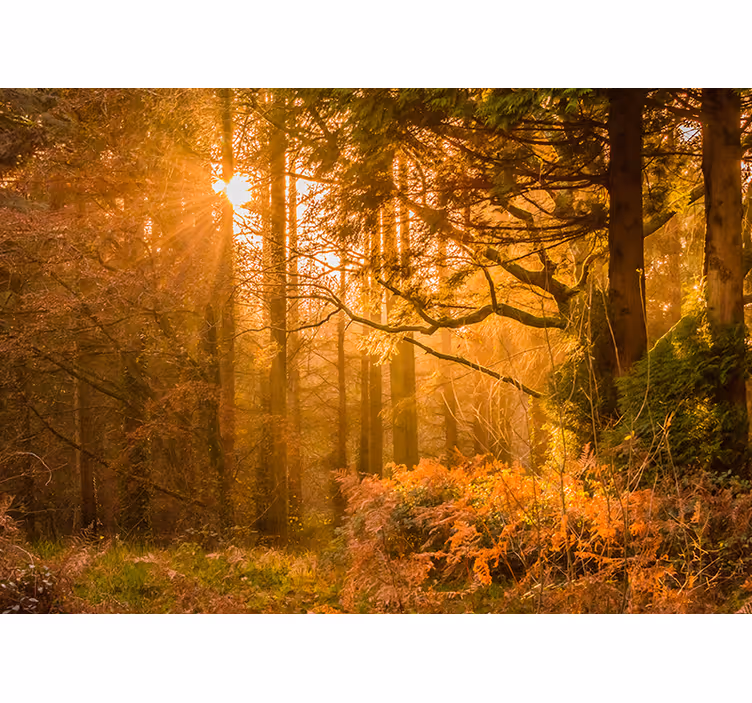 Fototapet natura peisaj împădurit iluminat - TenStickers