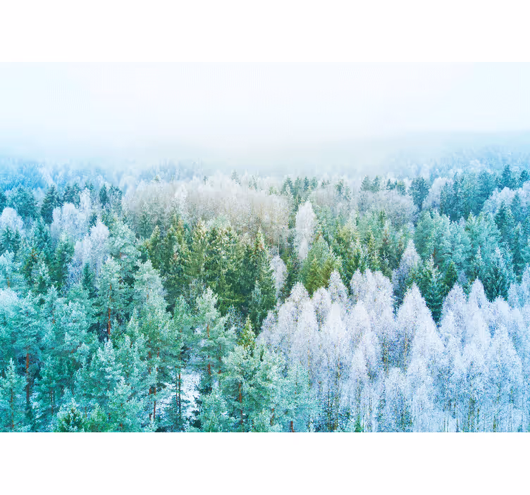 Fototapet natura vedere peisaj forestier - TenStickers