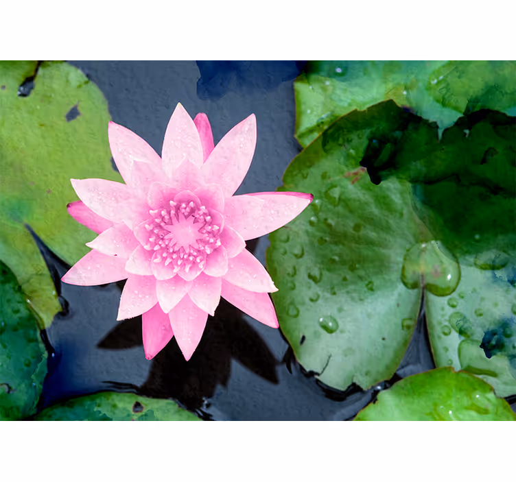 Fototapet cu flori floare de lotus roz - TenStickers