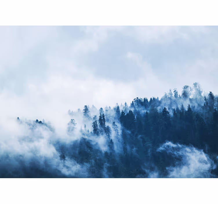 Fototapet natura peisajul pădurii cețoase - TenStickers