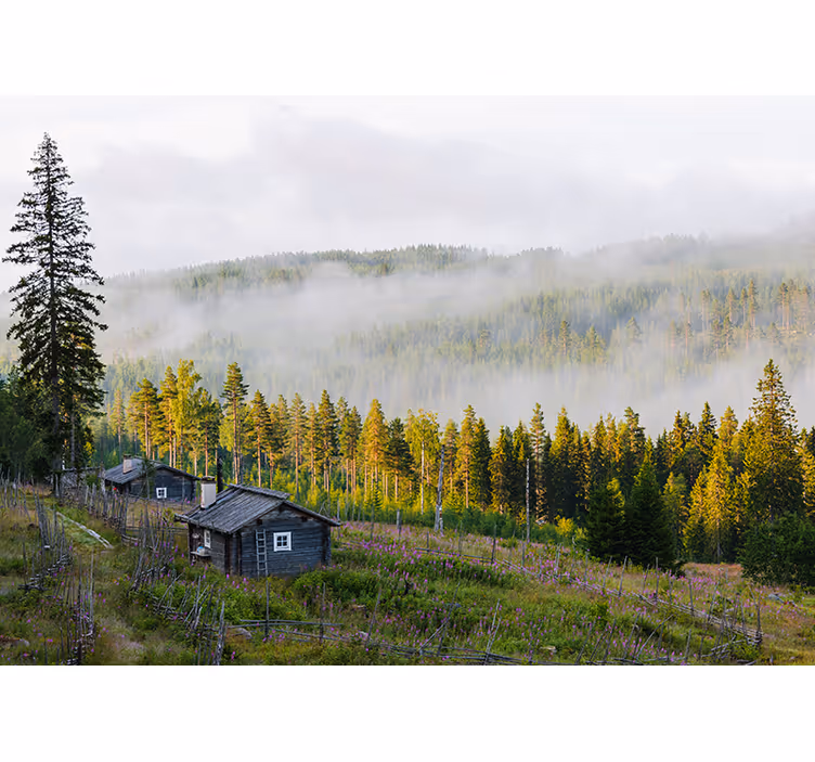 Fototapet peisaje pădure acoperită de ceață - TenStickers