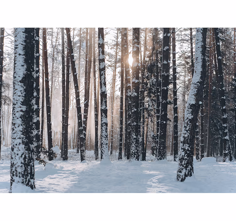 Păduri fototapet iarba de pini de iarnă - TenStickers