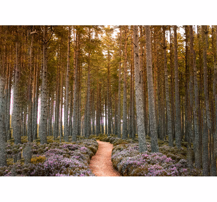 Fototapet natura aventură pe cărarea forestieră - TenStickers