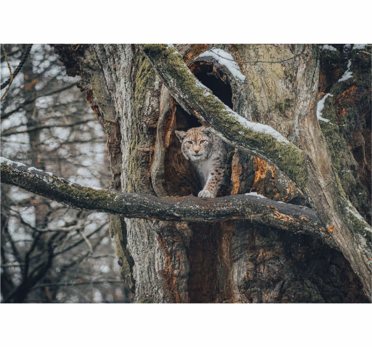 Fototapet animale râs în copac - TenStickers