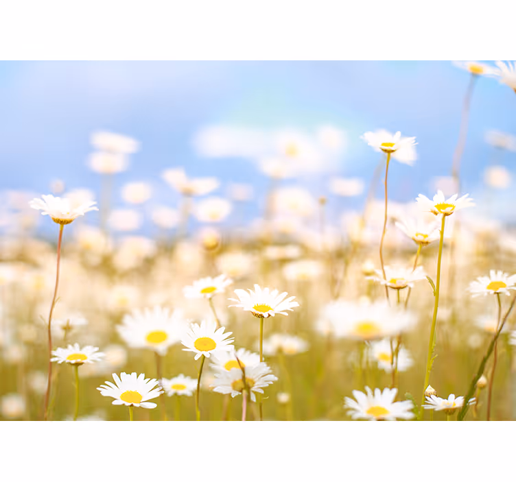 Fototapet cu flori margarete înflorite - TenStickers