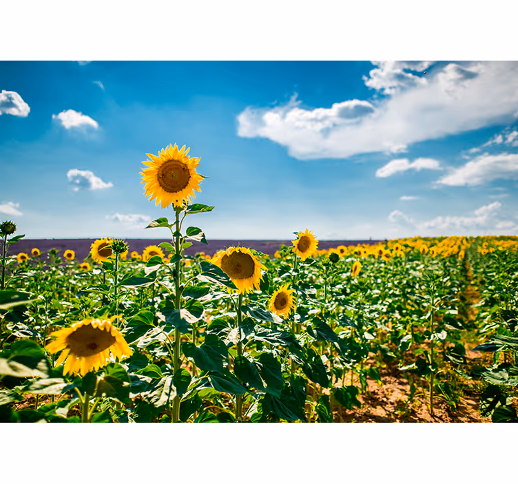 Fototapet cu flori fericirea câmpului de floarea-soarelui - TenStickers