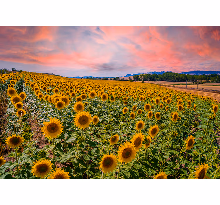 Fototapet cu flori peisaj cu câmp de floarea-soarelui - TenStickers