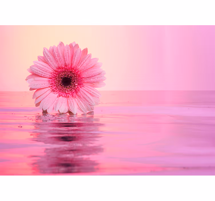 Mural de flori roz gerbera - TenStickers