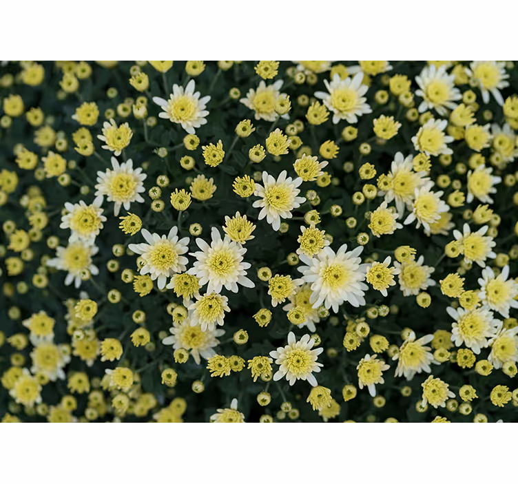 Fototapet cu flori galbene înflorite - TenStickers
