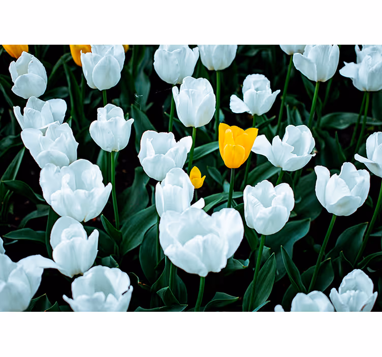 Fototapet cu flori lalele albe înfloresc - TenStickers