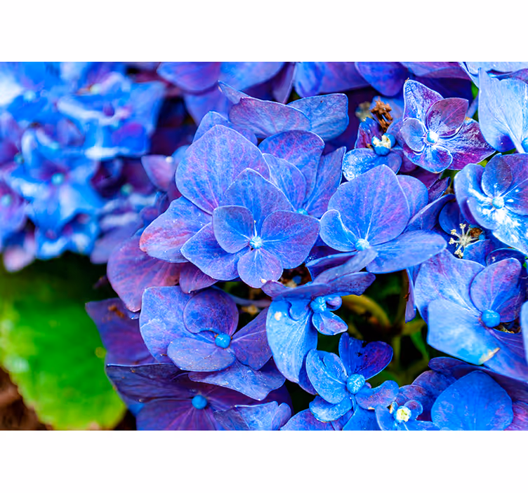 Fototapet cu flori înflorește hortensie vibrantă - TenStickers