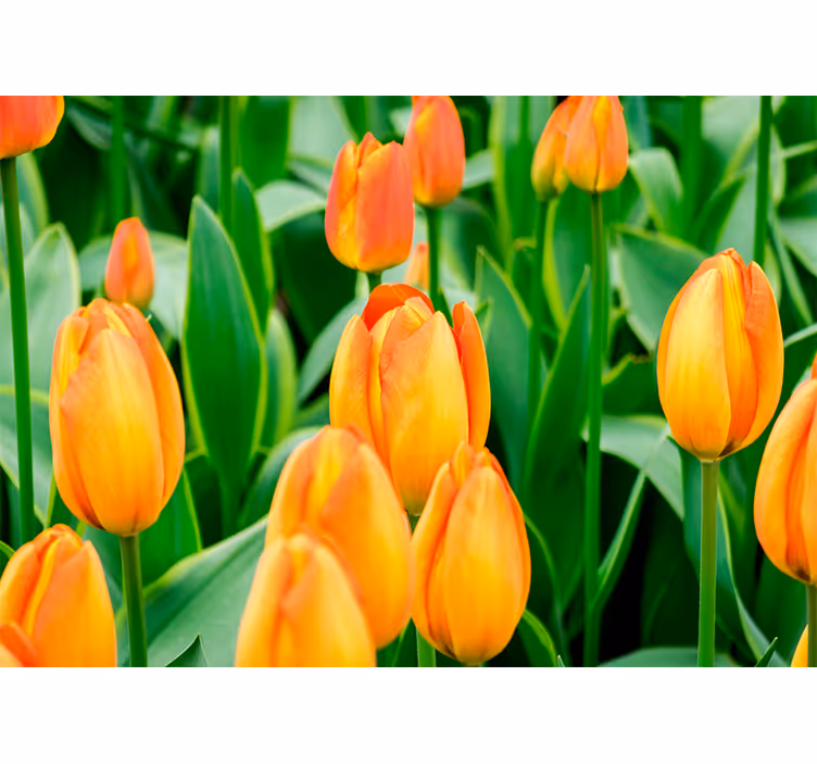 Fototapet lalele abundența florilor de lalea - TenStickers