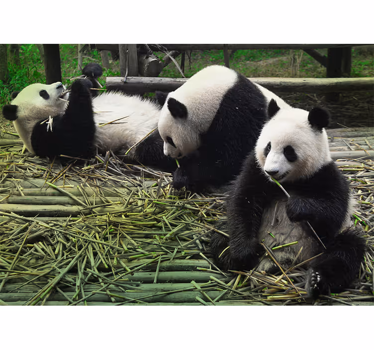 Fototapet animale familie jucăușă de panda - TenStickers