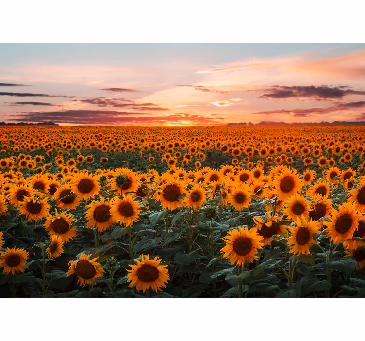 Fototapet cu flori amurg de pajiște cu floarea-soarelui - TenStickers