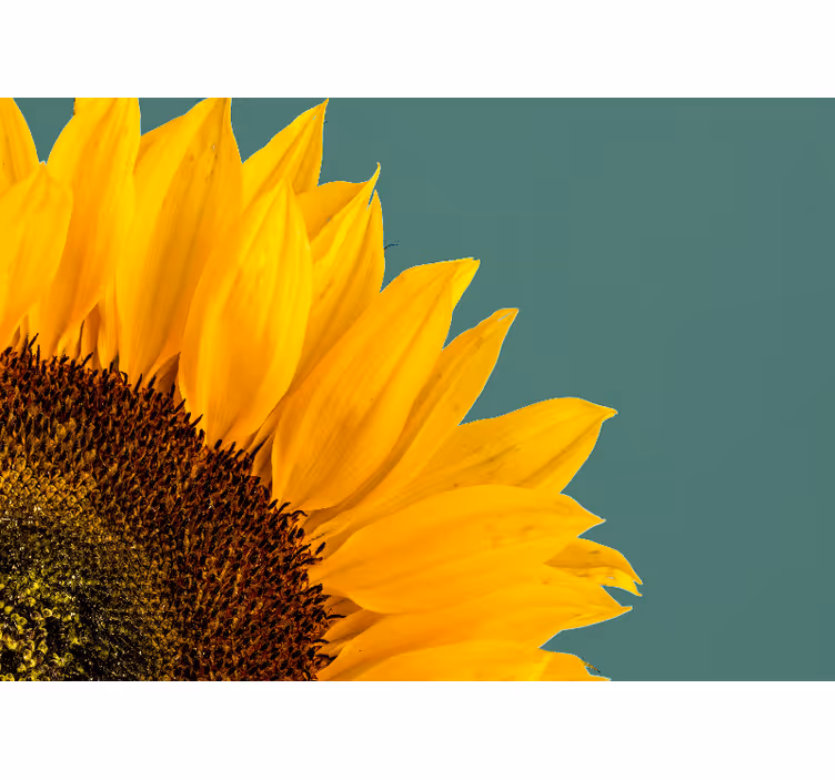 Fototapet cu flori detaliu floarea-soarelui - TenStickers