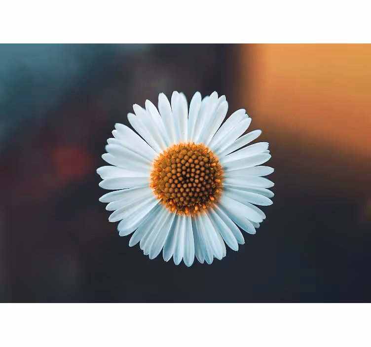 Fototapet cu flori design floral cu margarete - TenStickers