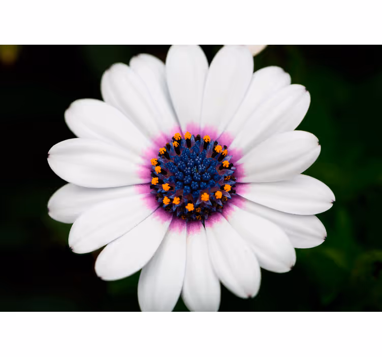 Fototapet cu flori floare albă în flori - TenStickers