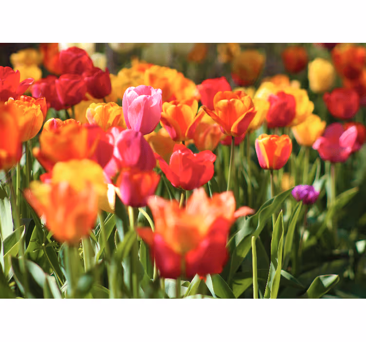 Fototapet cu flori câmp de lalele vibrant - TenStickers