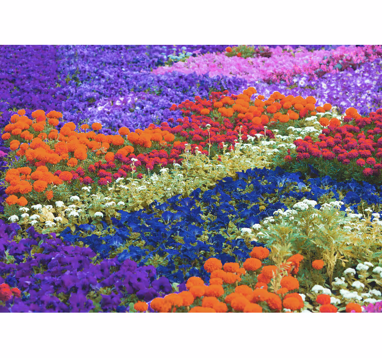 Picturi murale de flori câmp colorat - TenStickers