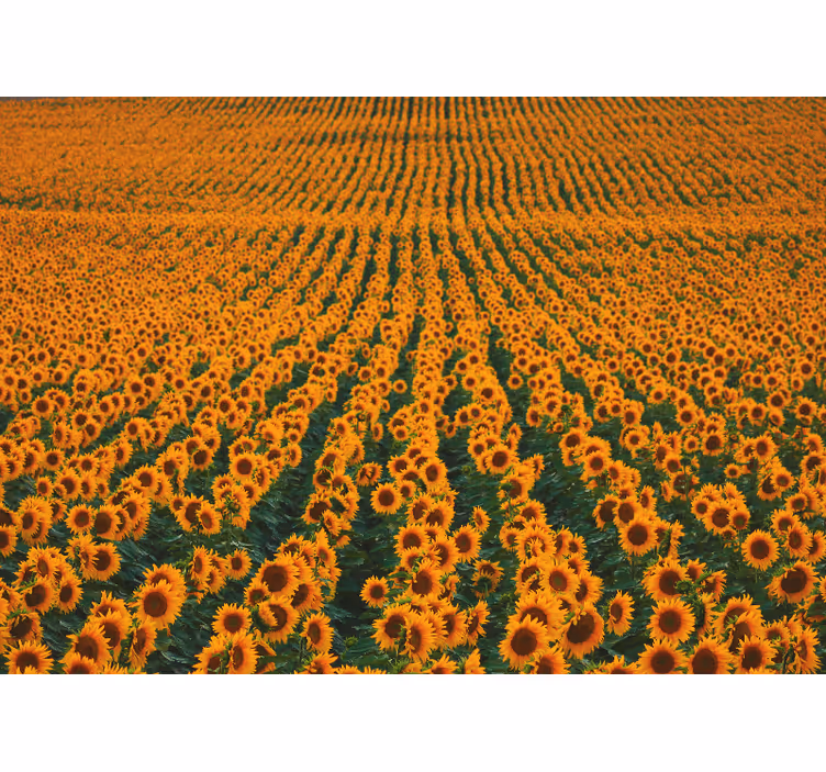 Fototapet cu flori pajiște cu floarea-soarelui - TenStickers