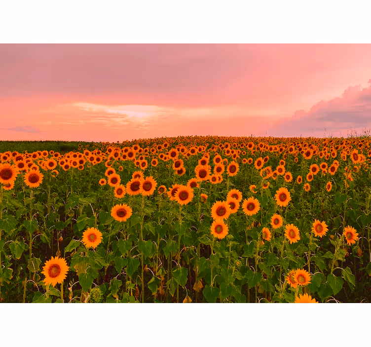 Fototapet cu flori câmp de floarea-soarelui vibrant - TenStickers