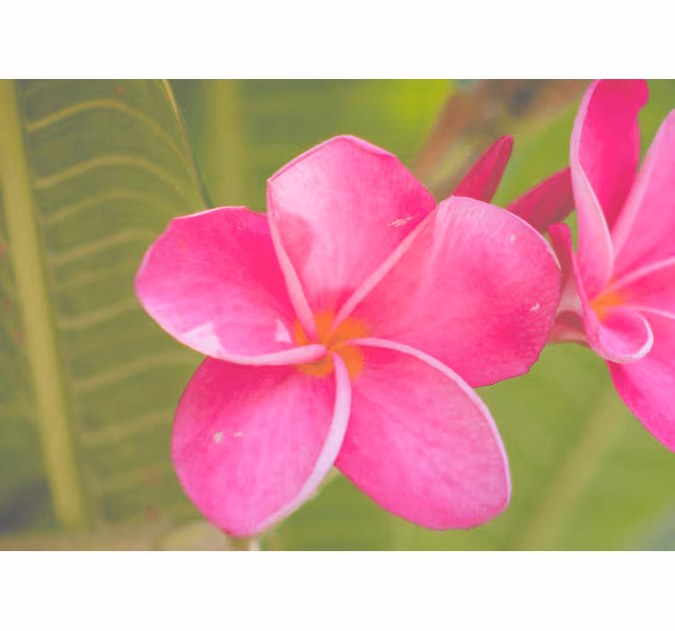 Fototapet cu flori accent roz - TenStickers