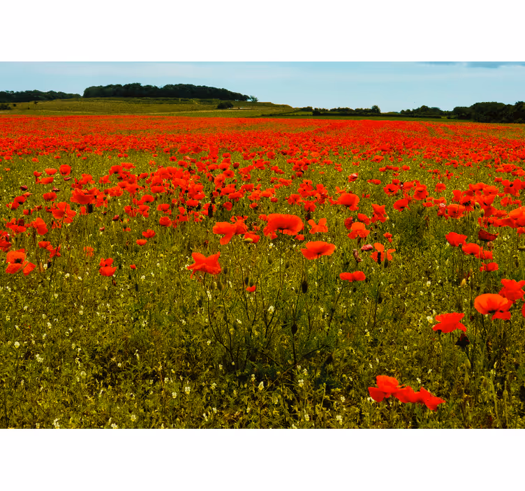 Fototapet maci câmp de maci vibrant - TenStickers