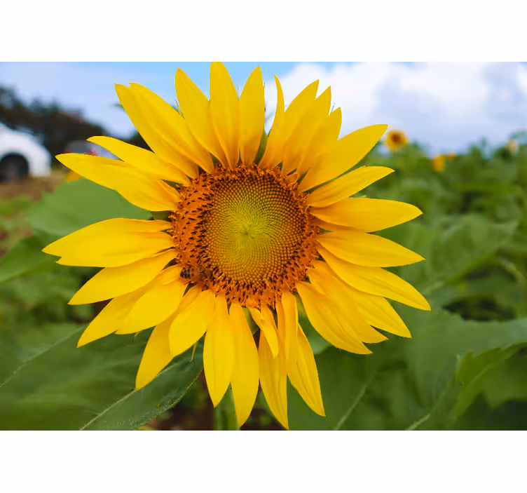 Fototapet cu flori frumusețea florilor de soare - TenStickers