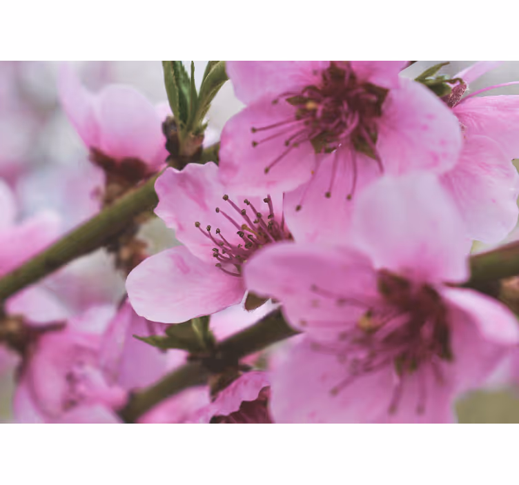 Fototapet maci flori roz strălucitoare - TenStickers