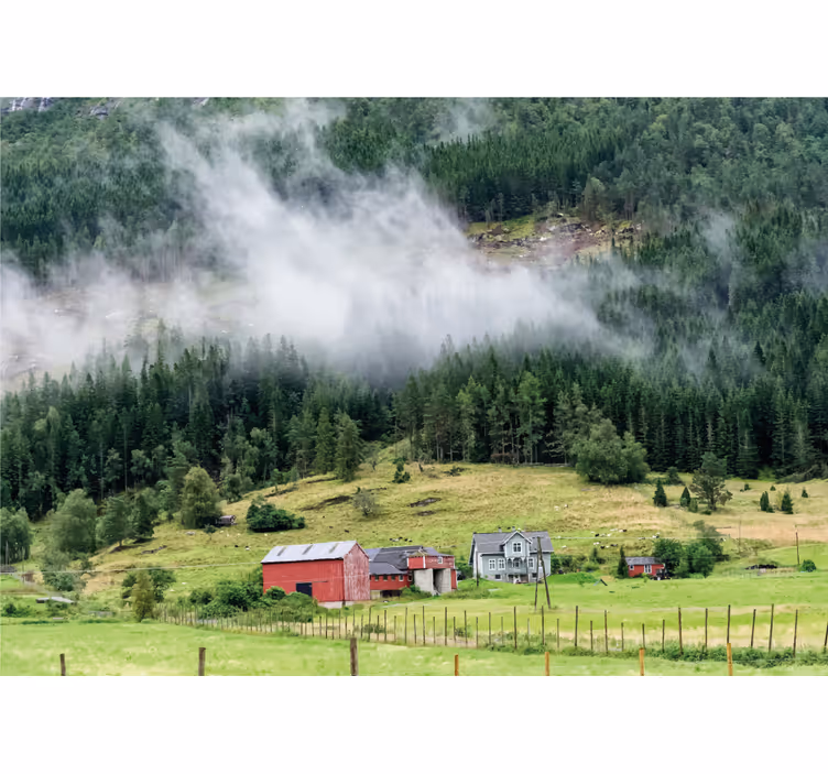 Fototapet natura pădure norvegiană - TenStickers