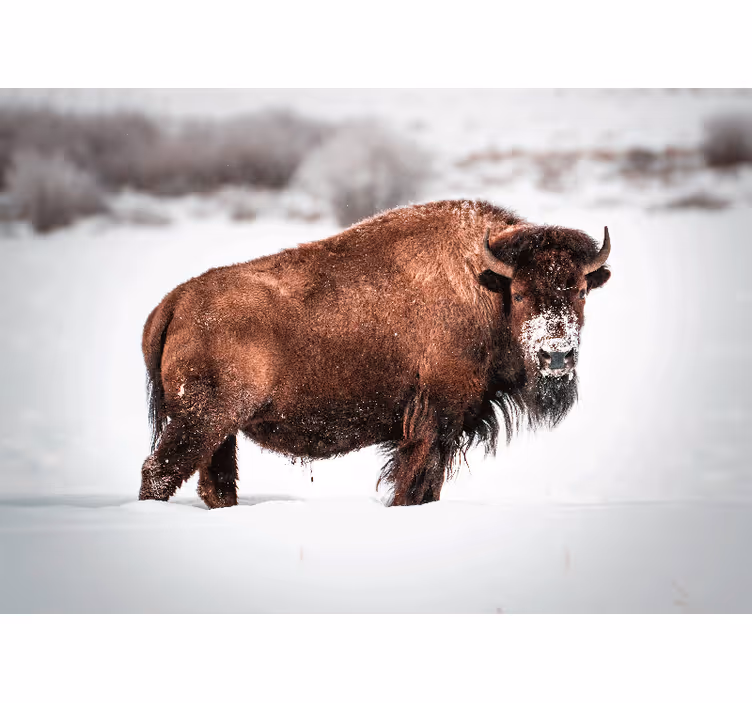 Fototapet animale bisonul majestuos în poziție - TenStickers