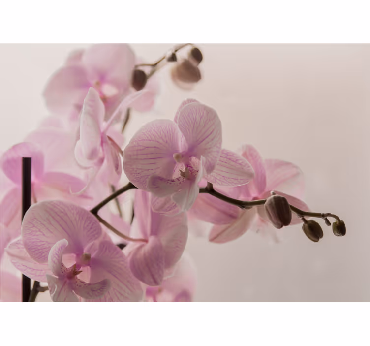 Fototapet orhidee flori de orhidee delicate - TenStickers