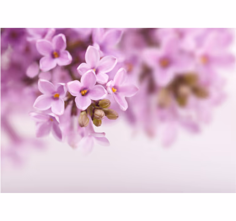 Fototapet cu flori flori de liliac delicate - TenStickers