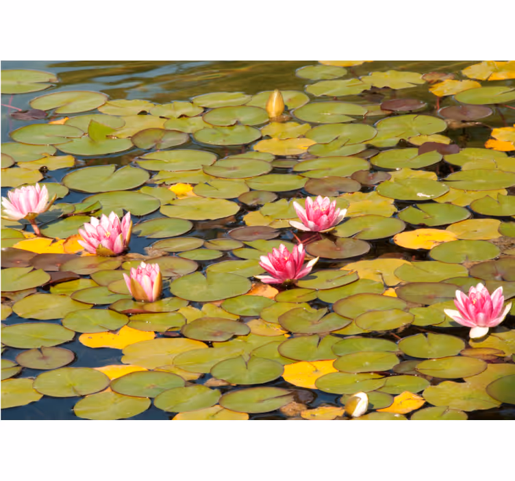 Fototapet cu flori flori de nuferi - TenStickers