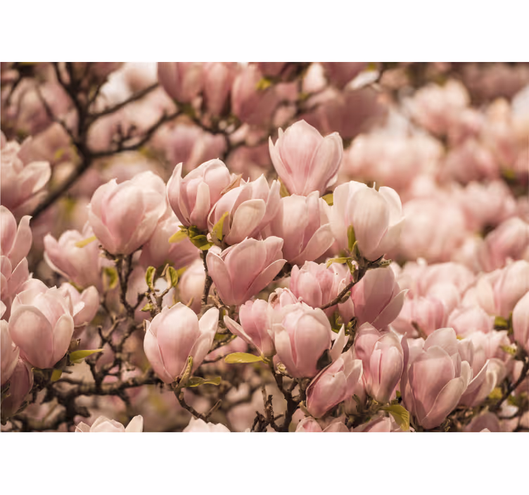 Fototapet cu flori magnolie înfloritoare - TenStickers