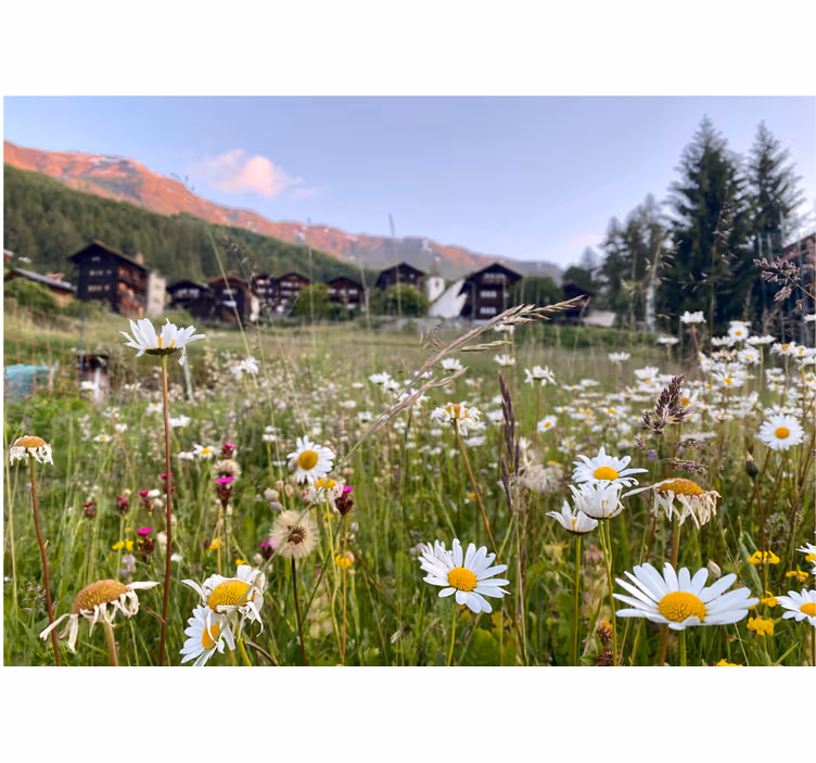 Fototapet cu flori vedere de câmp înflorit - TenStickers