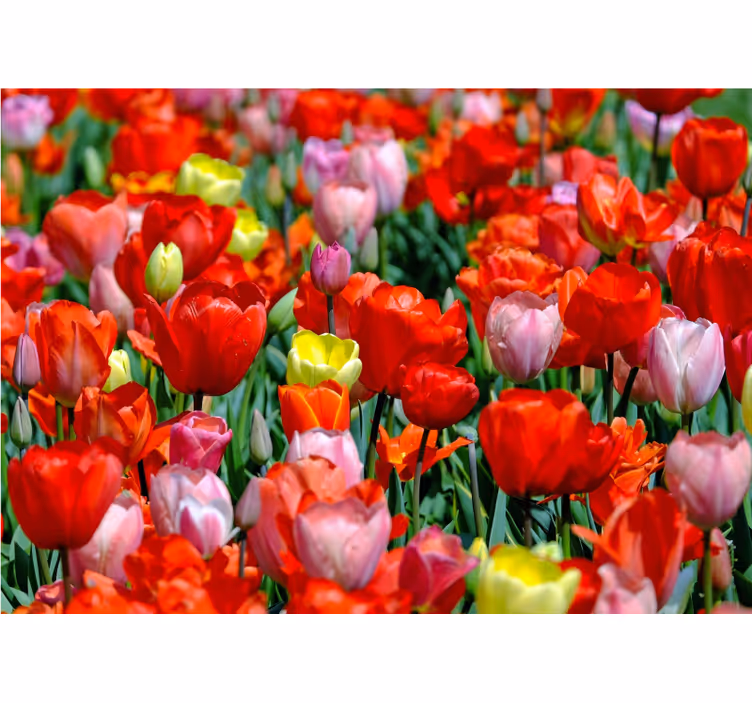 Fototapet cu flori pajiște colorată de lalele - TenStickers