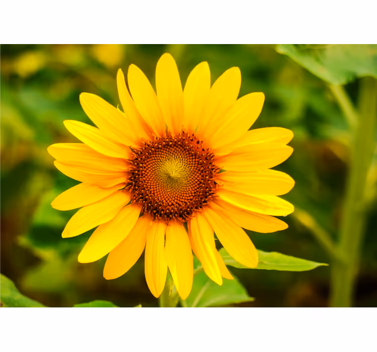 Fototapet cu flori înflorire vibrantă de floarea soarelui - TenStickers